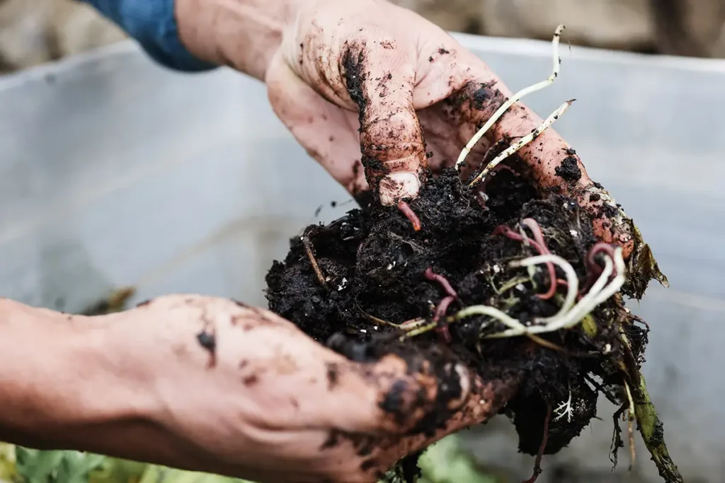 Cuidado Del Huerto | De La Cocina A La Huerta | Máquina De Compostaje Para Empresas ¿Es el verano la mejor época para empezar a compostar en tu empresa?